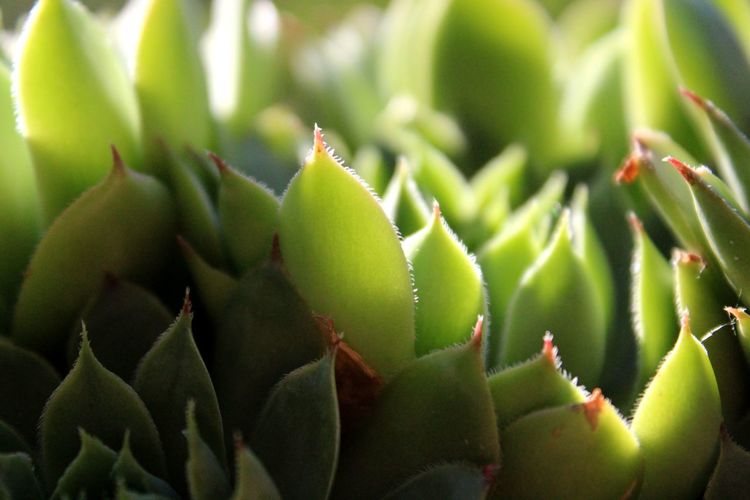 Close-up of succulent plant