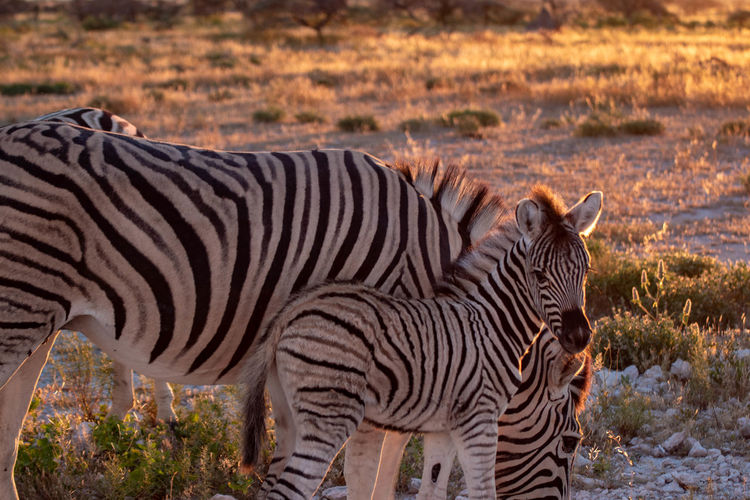 Side view of two zebra