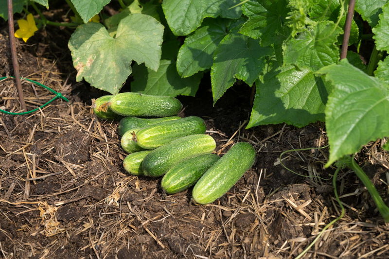 zucchini
