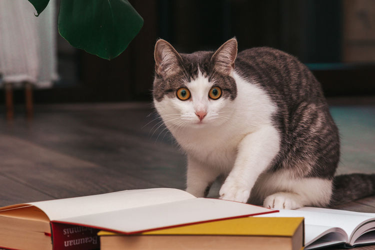 Domestic cat, pet, reads books on the floor
