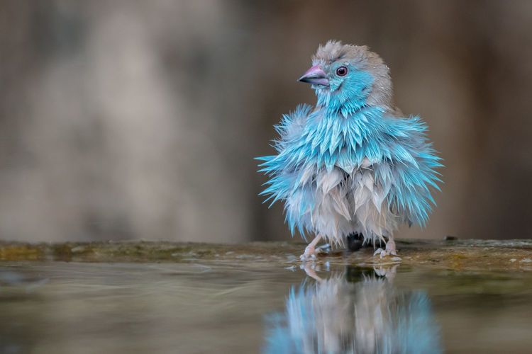 Close-up of bird with blue feathers