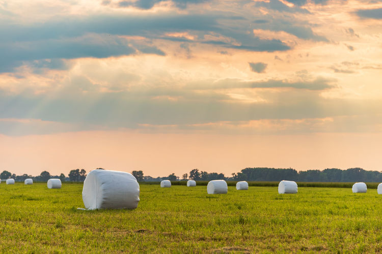 Meadow and haylage bales wrapped in white foil will provide food for farm animals during the winter.