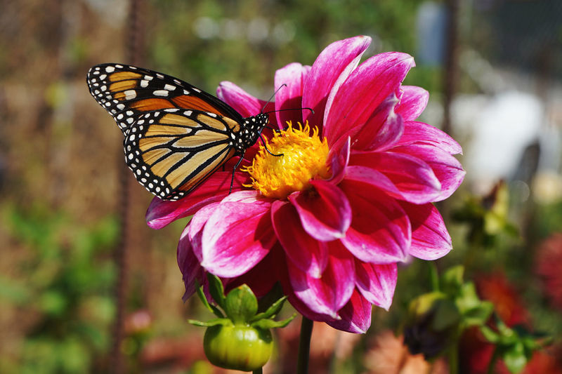 Monarch butterfly on dahlia flower