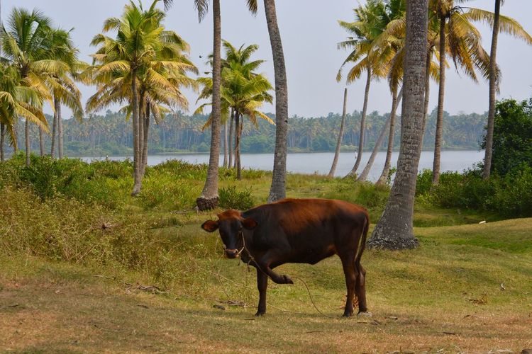 Cow standing on field by sea against sky