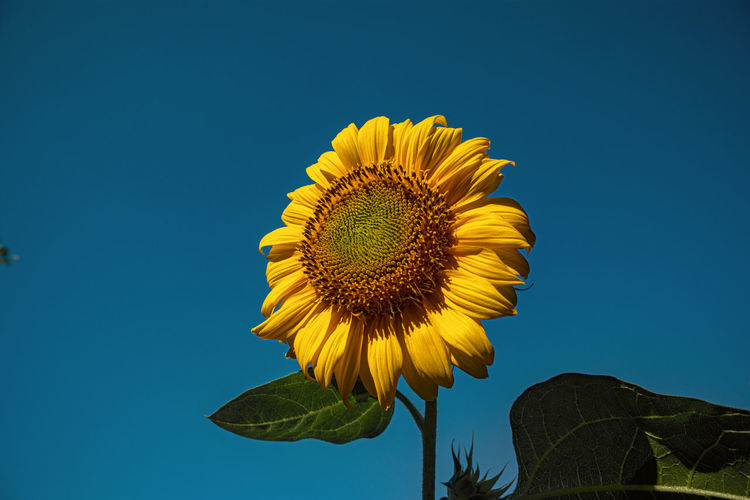 Low angle view of sunflower against blue sky