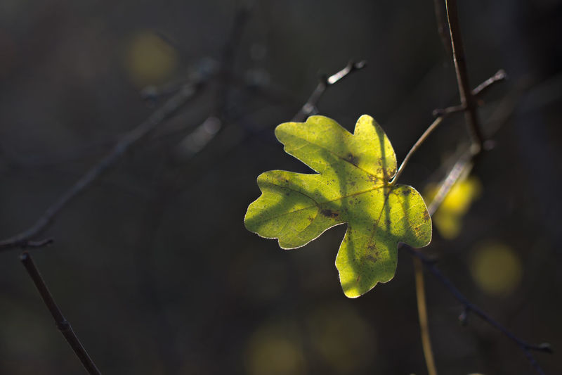 Close-up of leaves on plant