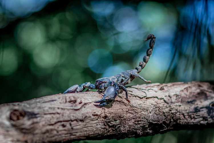 A big black scorpion in the forest