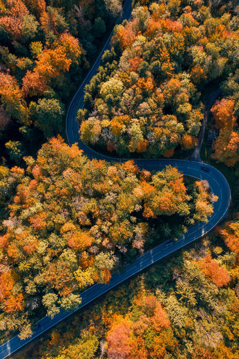 High angle view of autumn trees by road