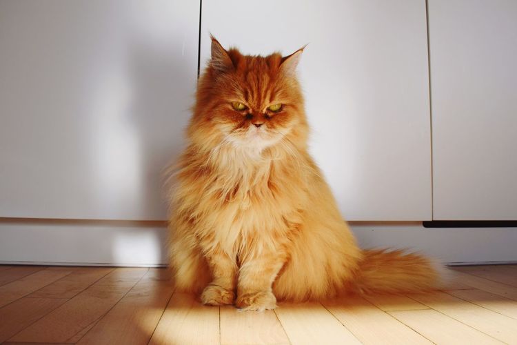 Cat looking away while standing on hardwood floor