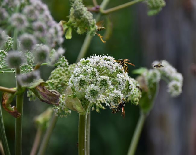 Close-up of bee pollinating on angelica flower