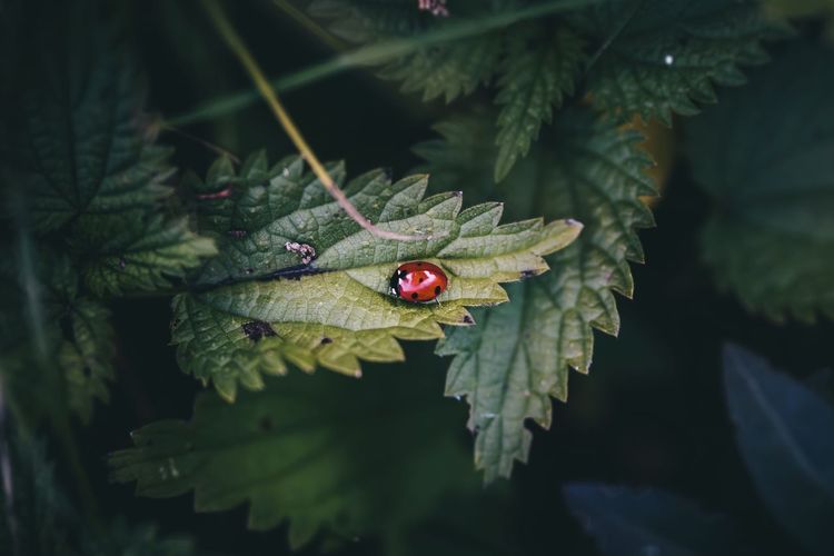 Close-up of ladybug on plant leaf