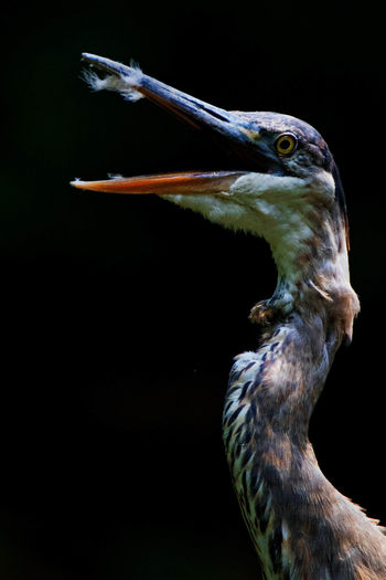 Close-up of gray heron against black background