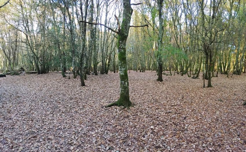 Trees on landscape