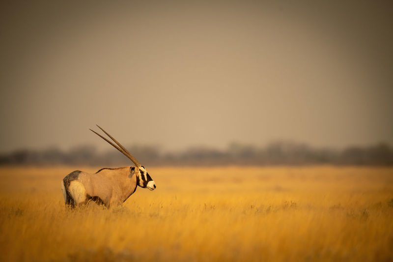 Gemsbok stands in profile on grassy plain