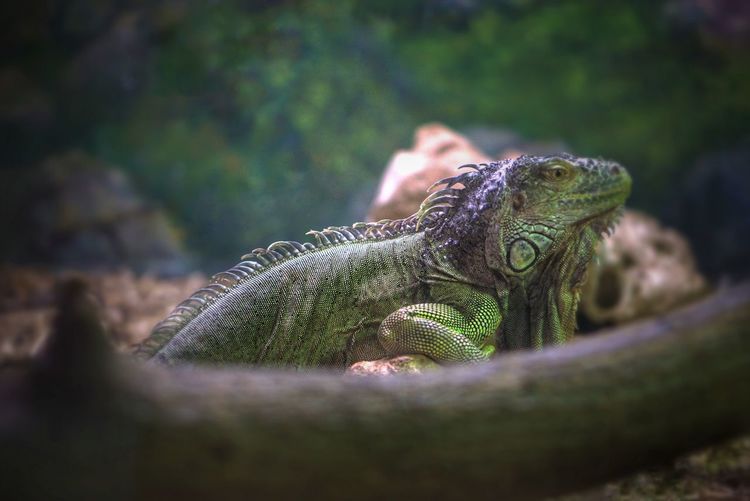 Close-up of lizard iguana