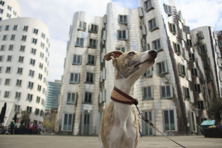 Low angle view of whippet looking away against buildings