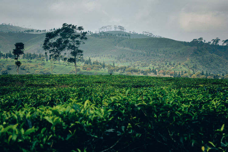 Tea plantation view in bandung