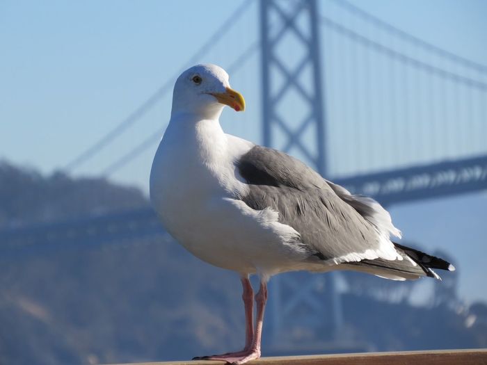 Seagull perching against san franciscooakland bay bridge