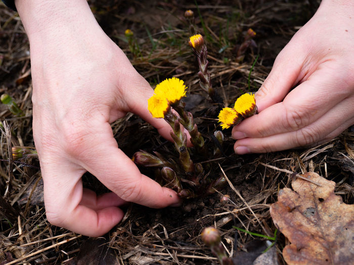 Hands plucking coltsfoot blooming flowers. plants in palm of a hand on meadow background in spring
