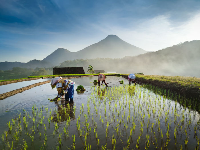 Group of people planting rice on field