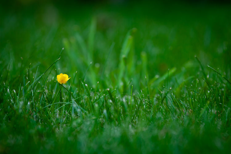 Close-up of yellow flowering plant on field - buttercup