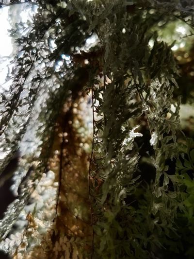 Low angle view of icicles on tree trunk
