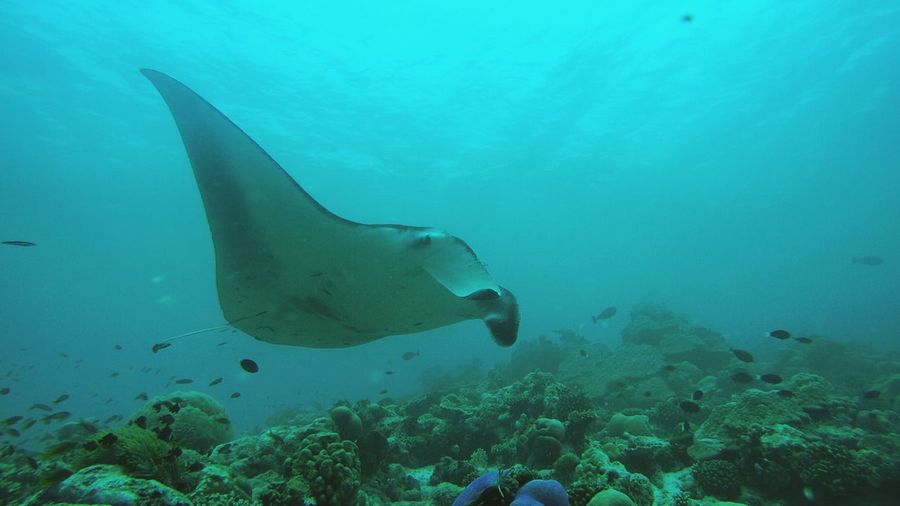 Manta ray swimming undersea
