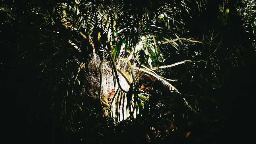 plant