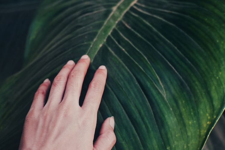 Cropped hand touching palm leaf