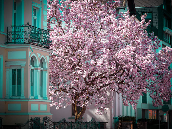 Pink cherry blossom tree by building in city