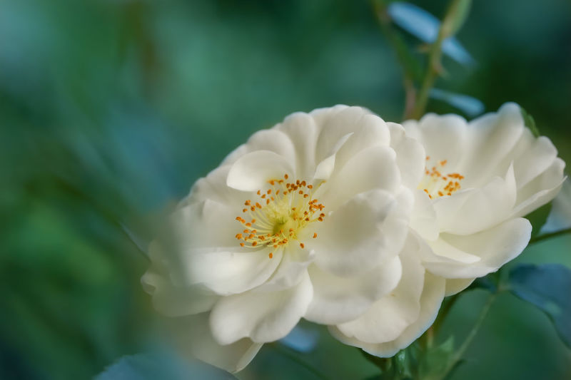 Close-up of white flowering plant