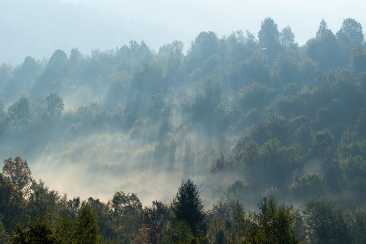 Sunlight rays in morning fog, hillside overgrown with forest in autumn