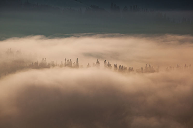 Winter landscape from rodnei mountains. foggy mornings with pine trees in the frozen national park.