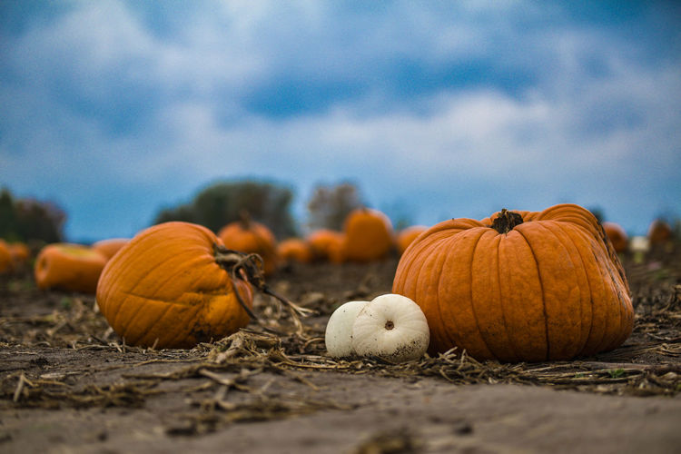 Close-up of pumpkins on field against cloudy sky
