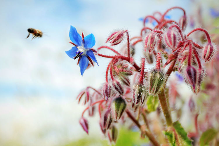 Bee flying by plant