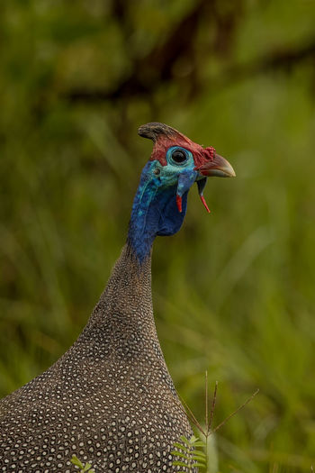 Close-up of peahen