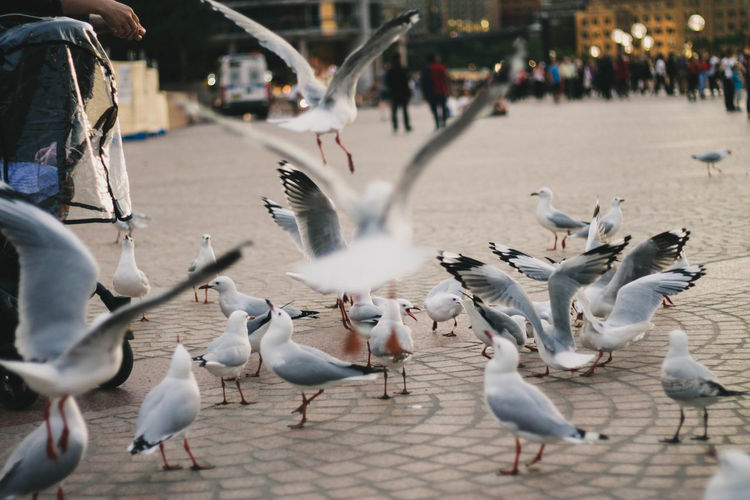 Flock of birds in the city