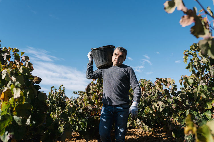 Man carrying bucket on shoulder while walking amidst grape farm