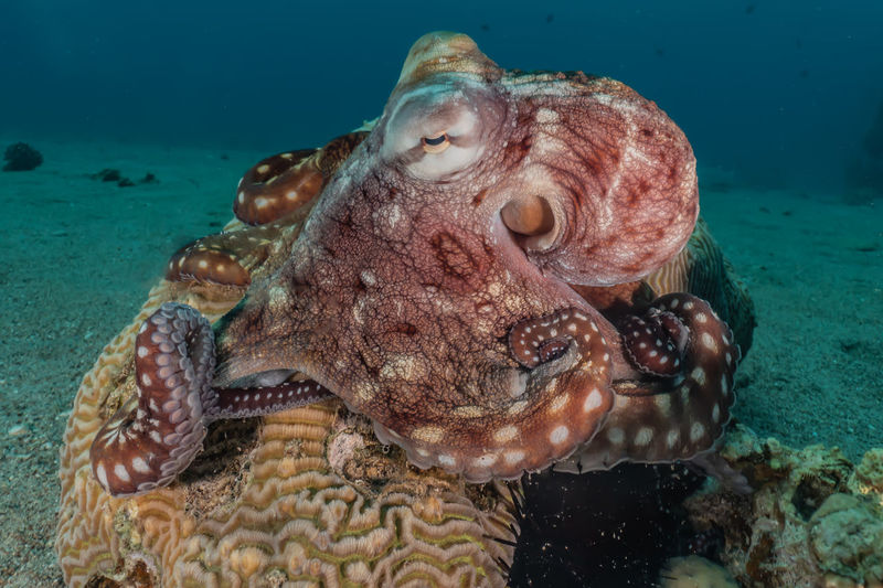 Octopus king of camouflage in the red sea, eilat israel