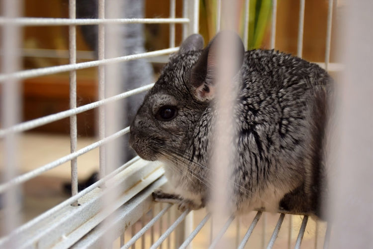 Close-up of chinchilla in cage