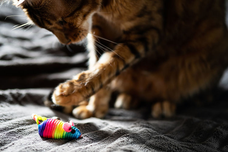 Bengal cat plays with a rainbow toy mouse. close-up of soft cat paws playing with mouse.
