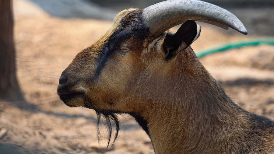 Close-up of goat on land
