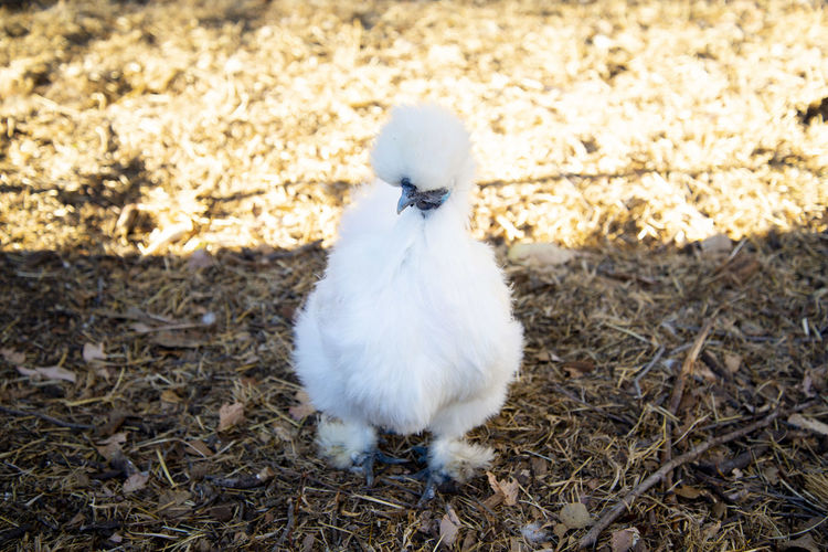 Close-up of bird on field