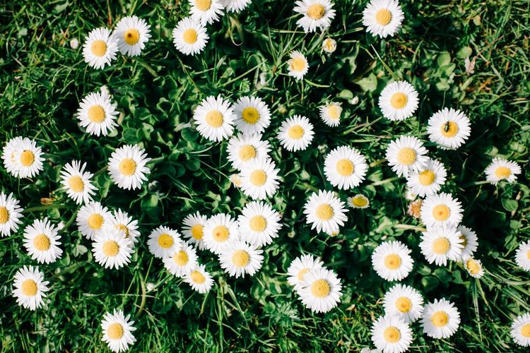 Sky view of grass filled with daisies on a sunny day