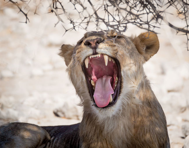 Close-up portrait of lion yawning, etosha national park, namibia