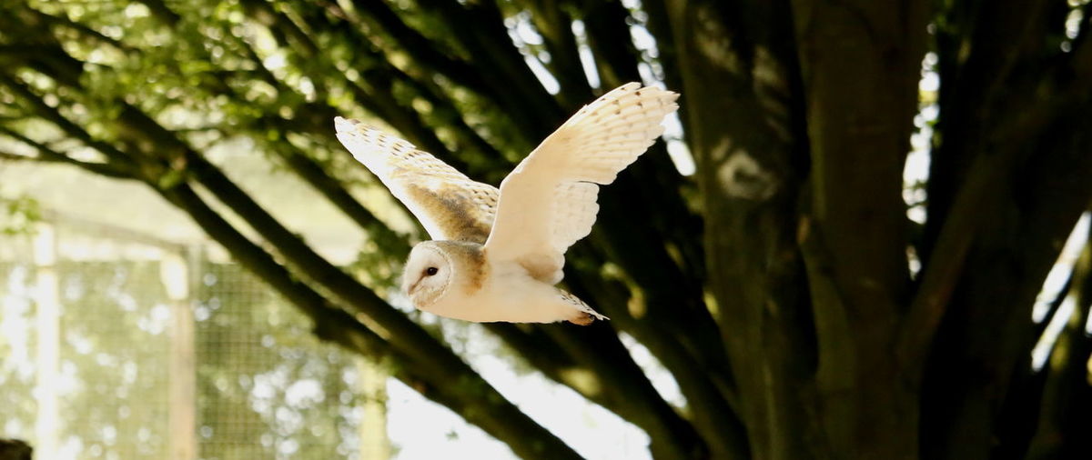 Close-up of bird on tree