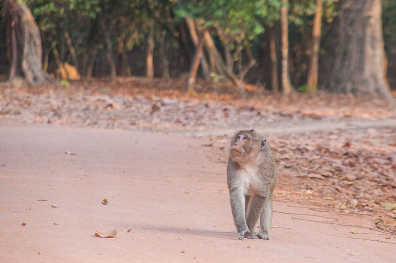 Monkey looking away on field