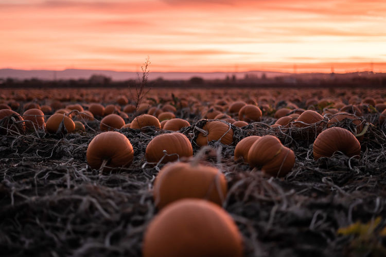 Close-up of pumpkins on field against sky during sunset