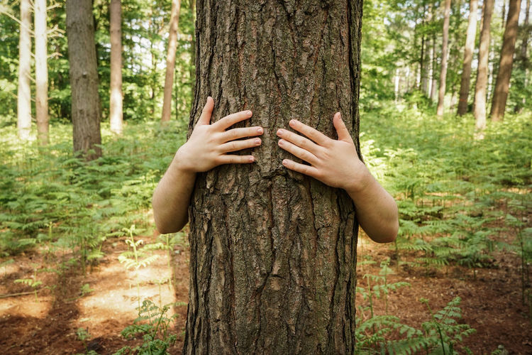 Cropped hands on tree trunk in forest