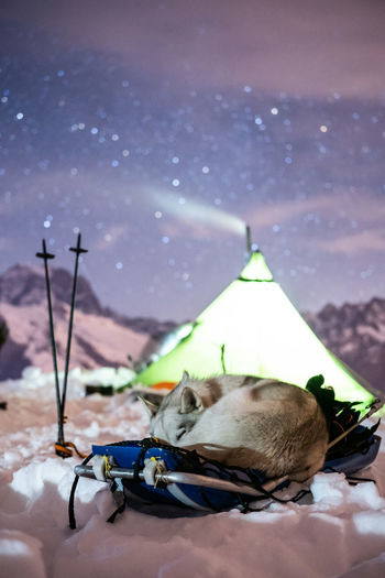 Nordic dog sleeping on a sled at night in the alps with mountain, tepee and star as background. 